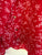 Tokito l/s red floral blouse Sz 12 NWOT